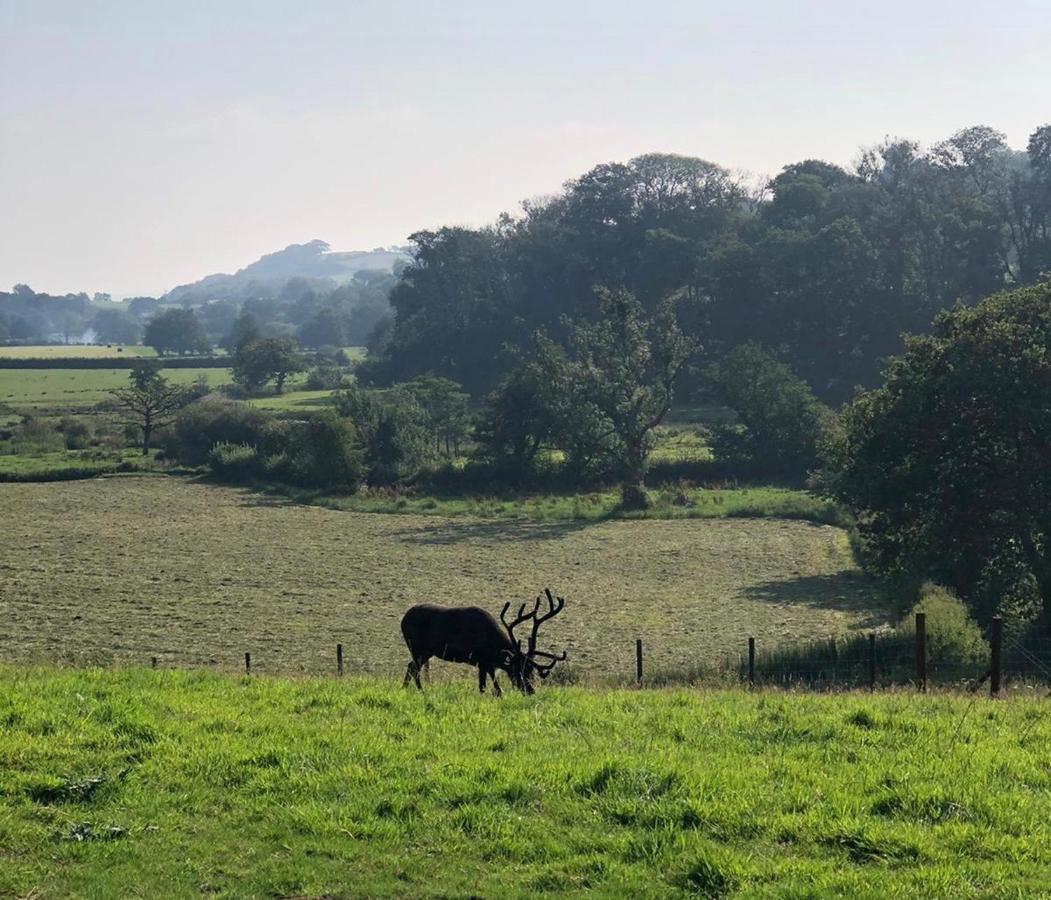 The Reindeer Retreat Buttercup Twin Hotel Kidwelly Luaran gambar